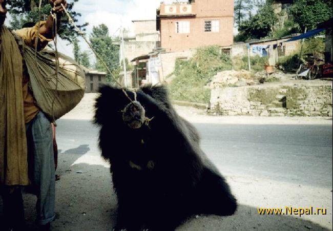 ����������� �������