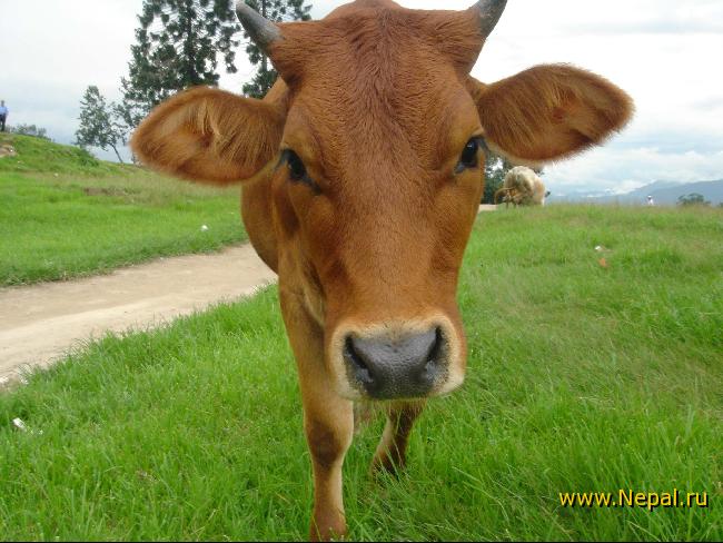 ������ �������!