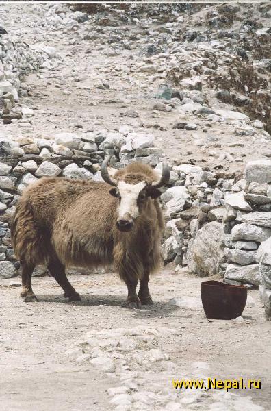 ���������� ��