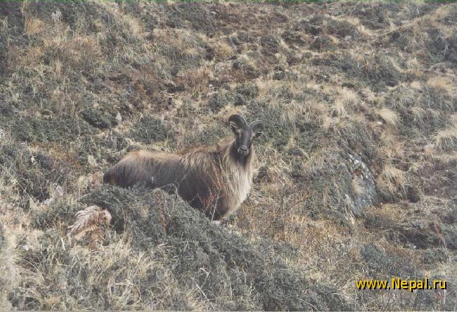 ������� ������