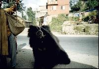 ����������� �������